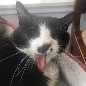 Meet your Posher, Allison